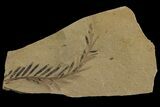 Dawn Redwood (Metasequoia) Fossil - Montana #142559-1
